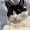 catmorgan173